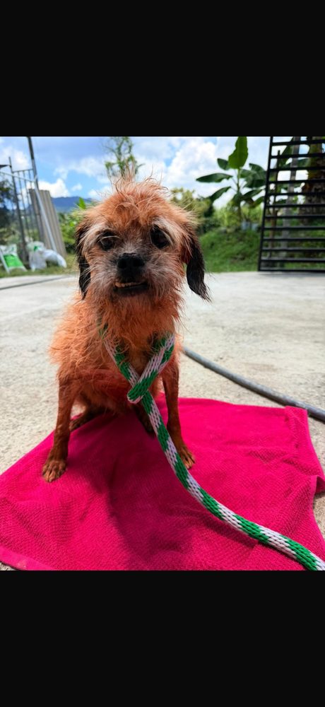 Bocky, en adopción en Pereira