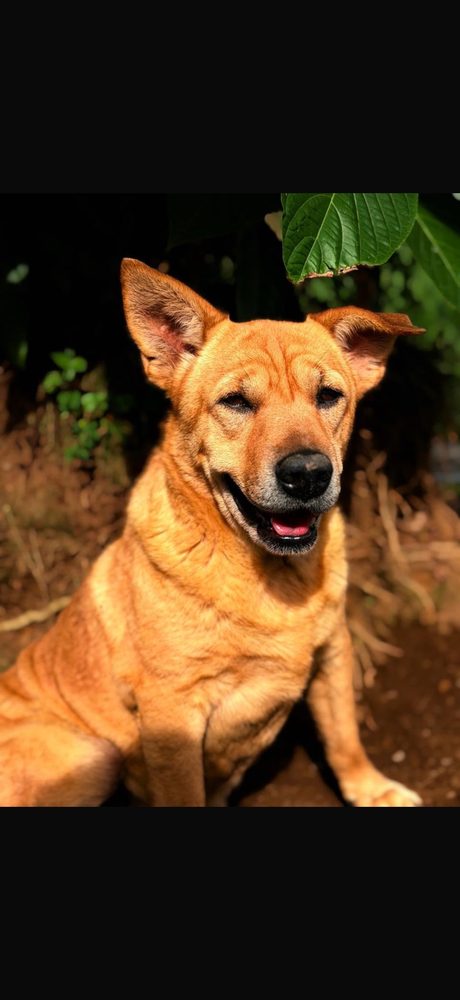 Mostaza, en adopción en Pereira