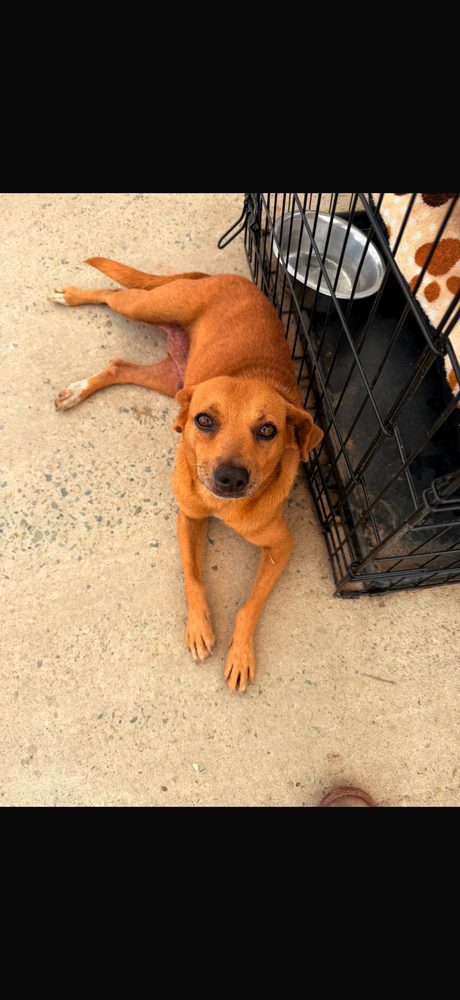 Naranjita, en adopción en Pereira