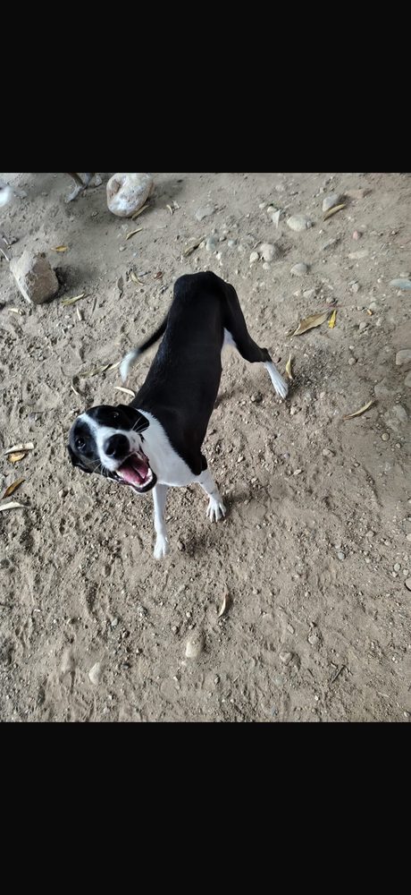 Nombre próximamente, en adopción en Pereira