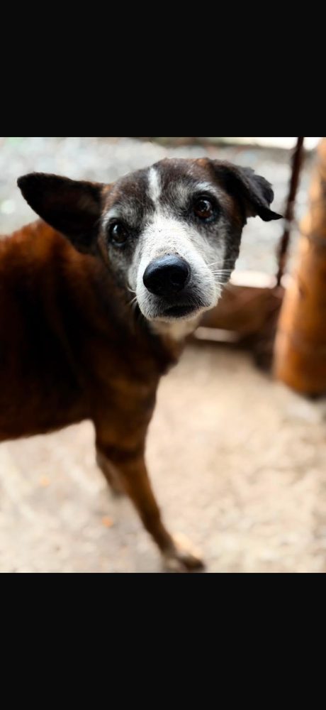 Rio, en adopción en Pereira