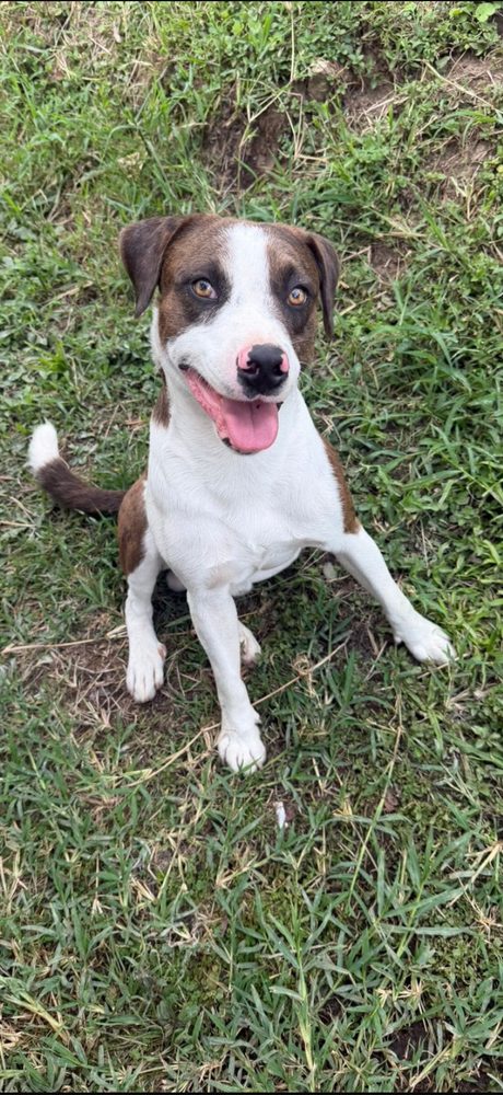 Spik, en adopción en Pereira